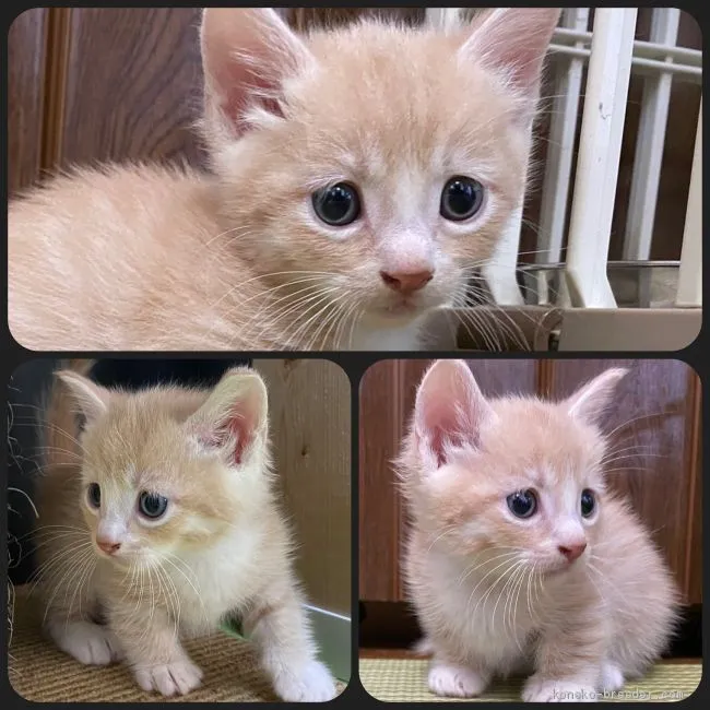 ID:2102-00324の子猫