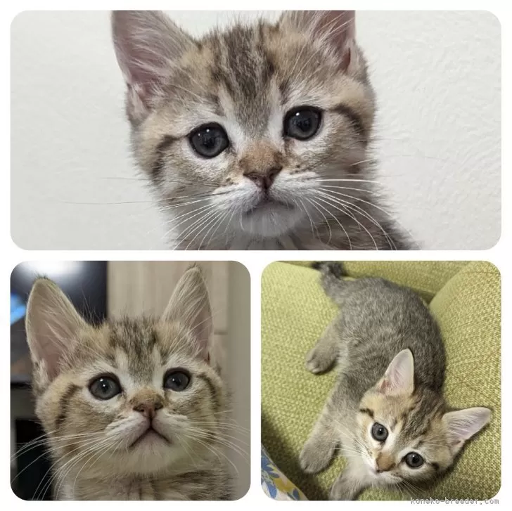 ID：2312-00920の子猫