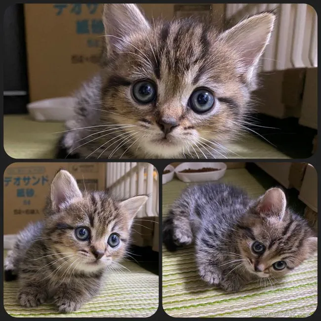 ID：2103-00064の子猫