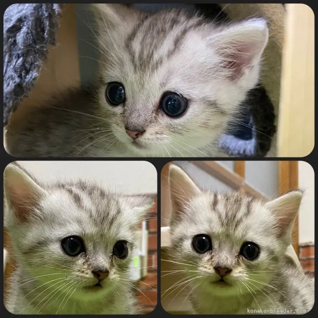 ID：2103-00173の子猫