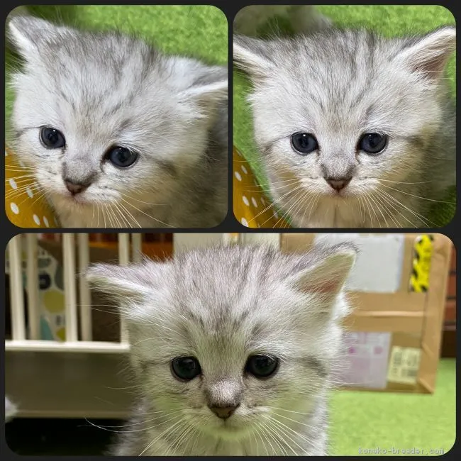 ID:2103-01267の子猫