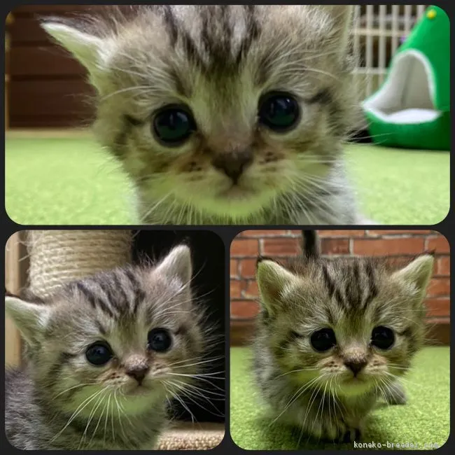 ID:2012-00853の子猫