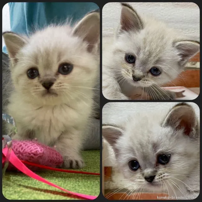 ID：2012-00729の子猫