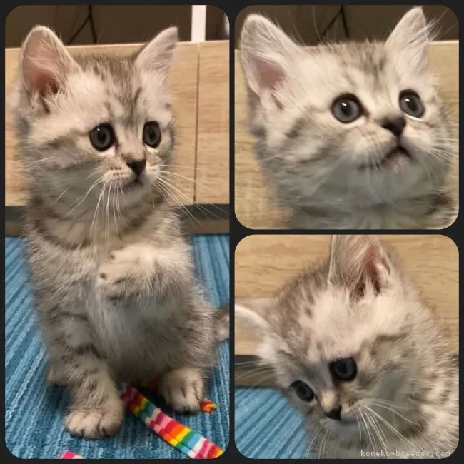 ID:2112-00776の子猫