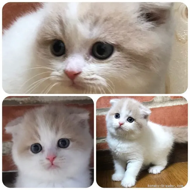 ID:1906-00406の子猫