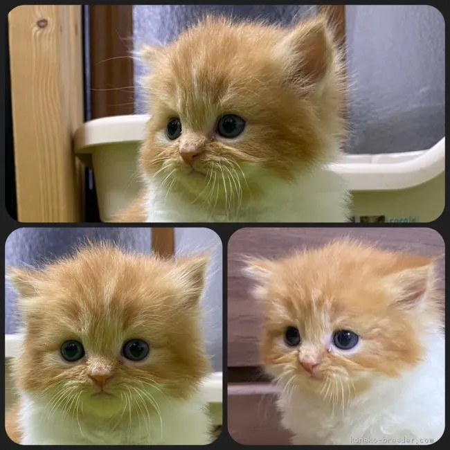 ID：2103-00095の子猫