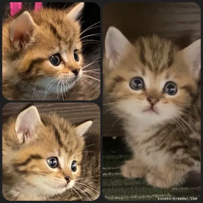 ID：2106-02408の子猫