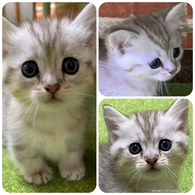 ID:2003-00777の子猫