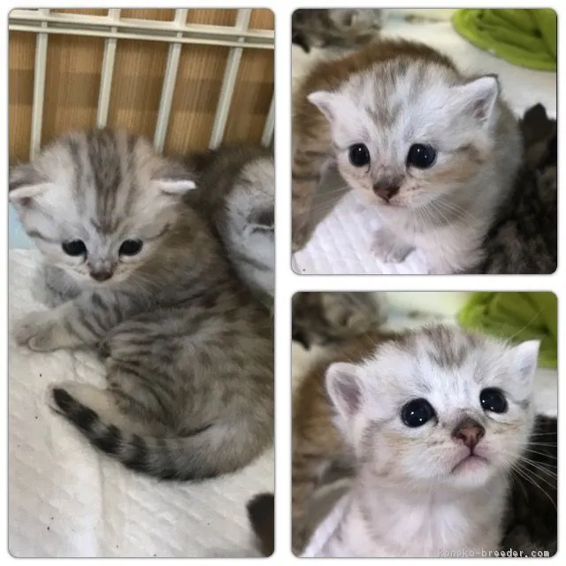 ID:1708-00158の子猫