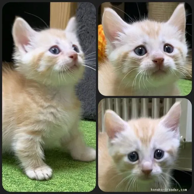 ID:2102-00323の子猫