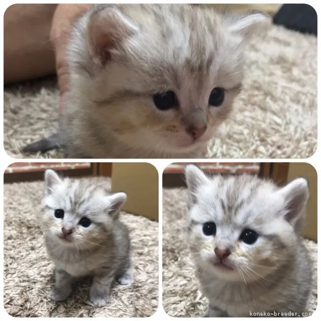 ID:1812-00196の子猫