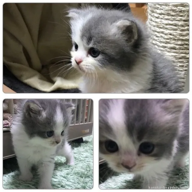 ID：1708-00173の子猫