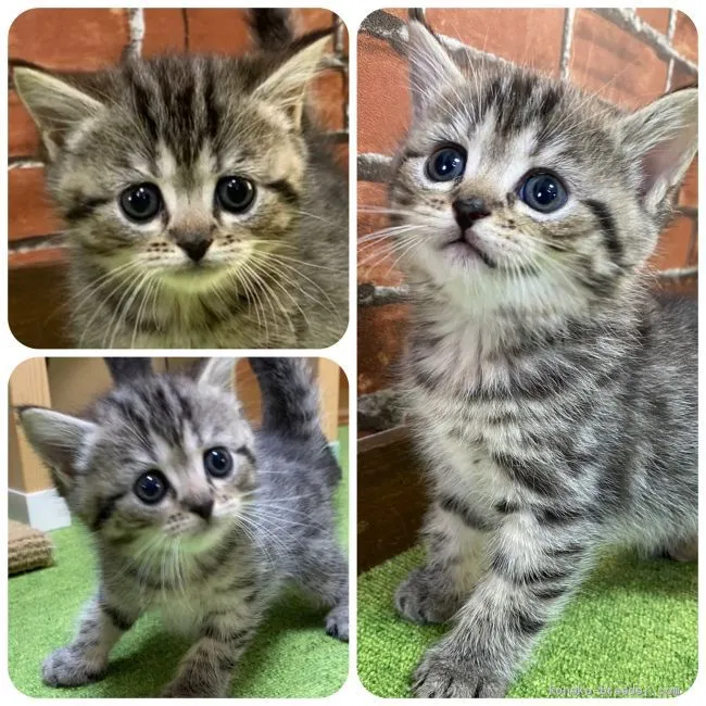 ID:2009-00102の子猫