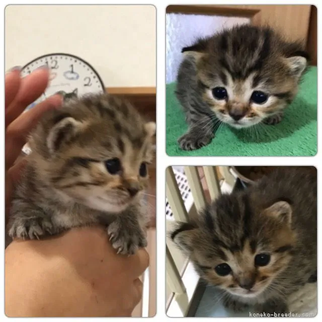 ID：1708-00156の子猫