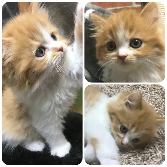 ID：1802-00227の子猫