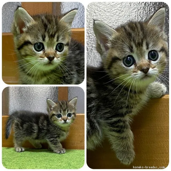 ID:2007-00616の子猫