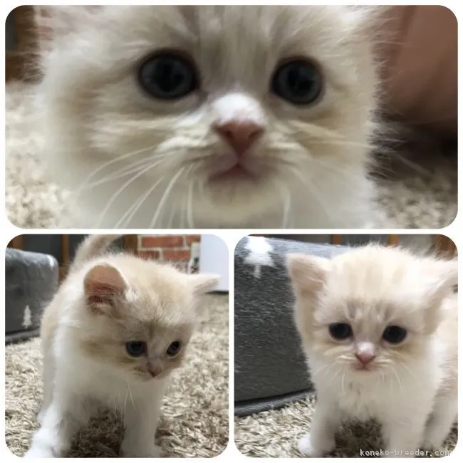 ID:1804-00789の子猫