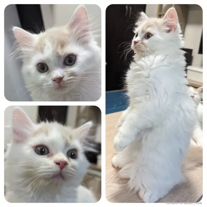 ID:2311-01659の子猫