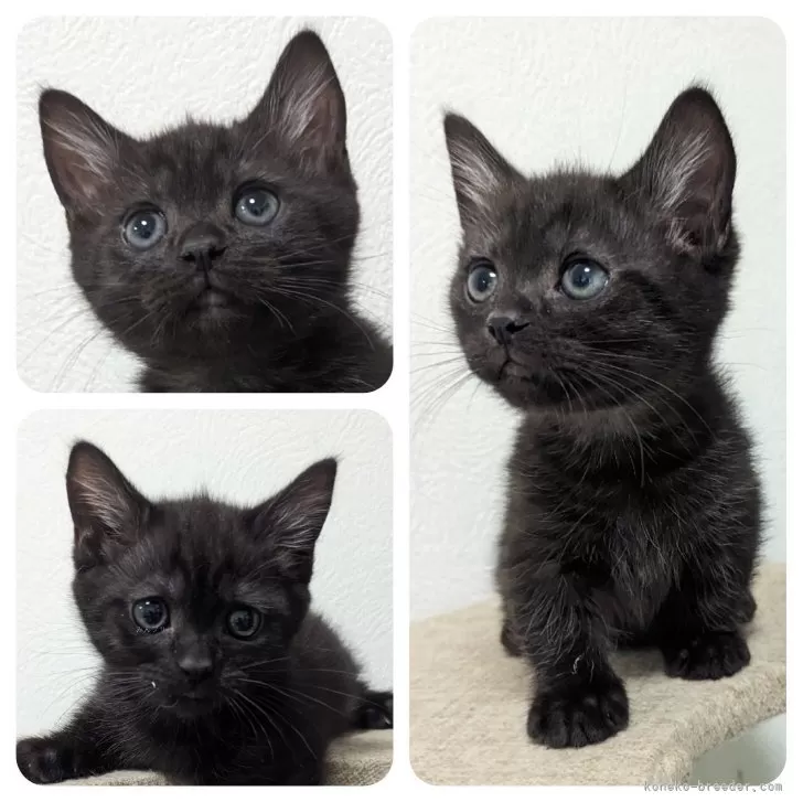 ID:2312-00919の子猫