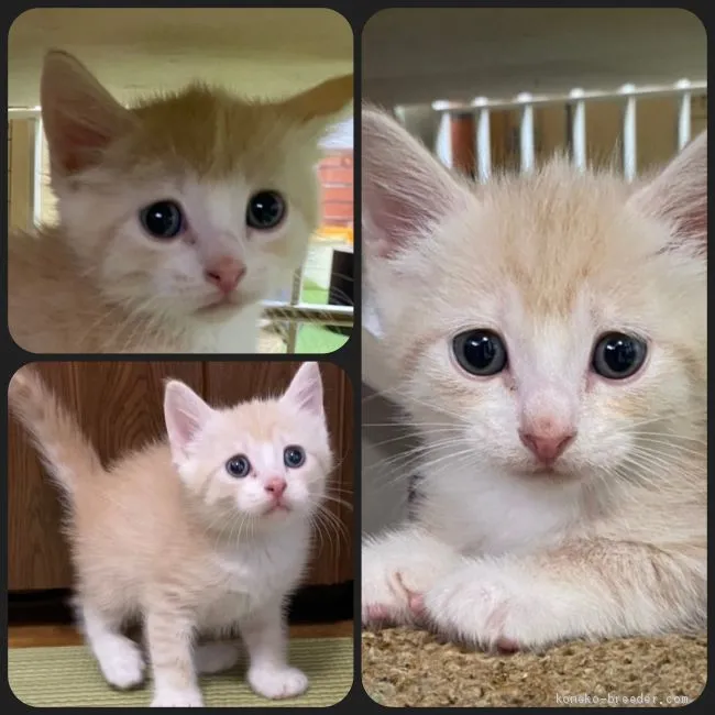 ID:2102-00326の子猫