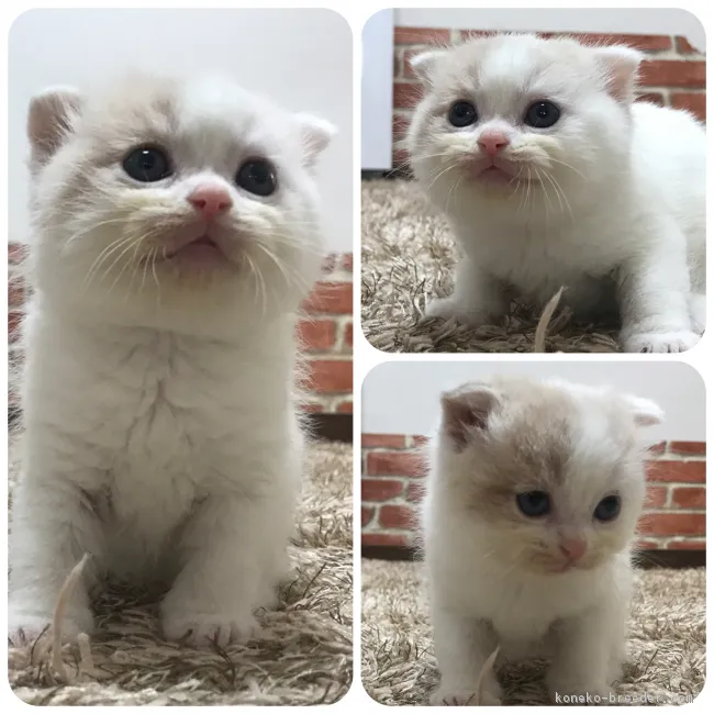 ID:1812-00378の子猫