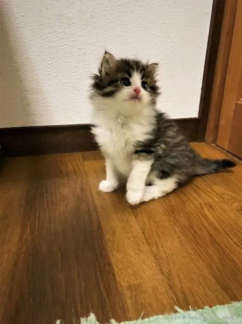 ID：1702-00527の子猫