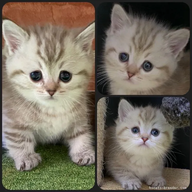 ID:2105-01177の子猫