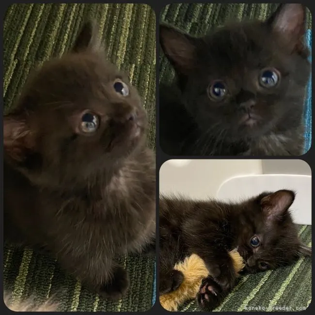 ID:2201-00887の子猫
