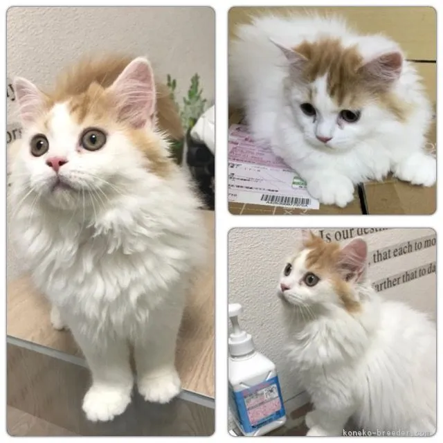 ID:1704-01371の子猫
