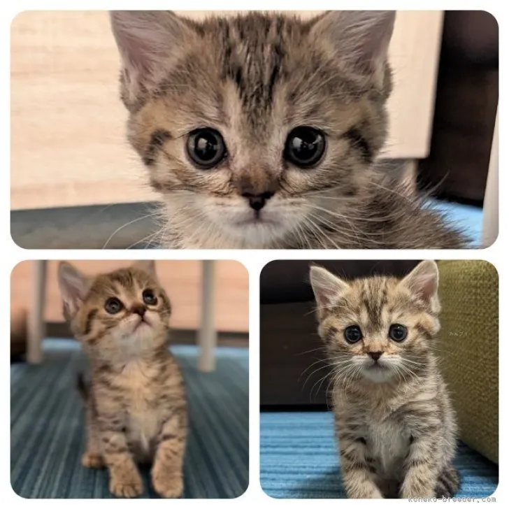 ID:2312-00921の子猫