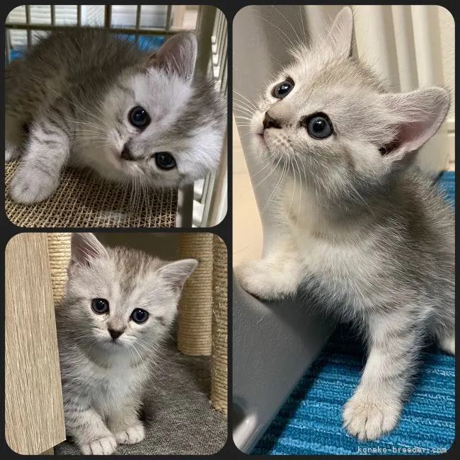 ID:2112-00774の子猫