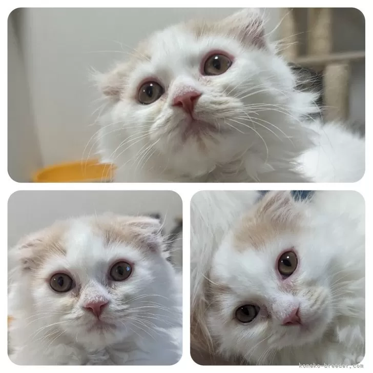 H.K 様のお迎えした子猫