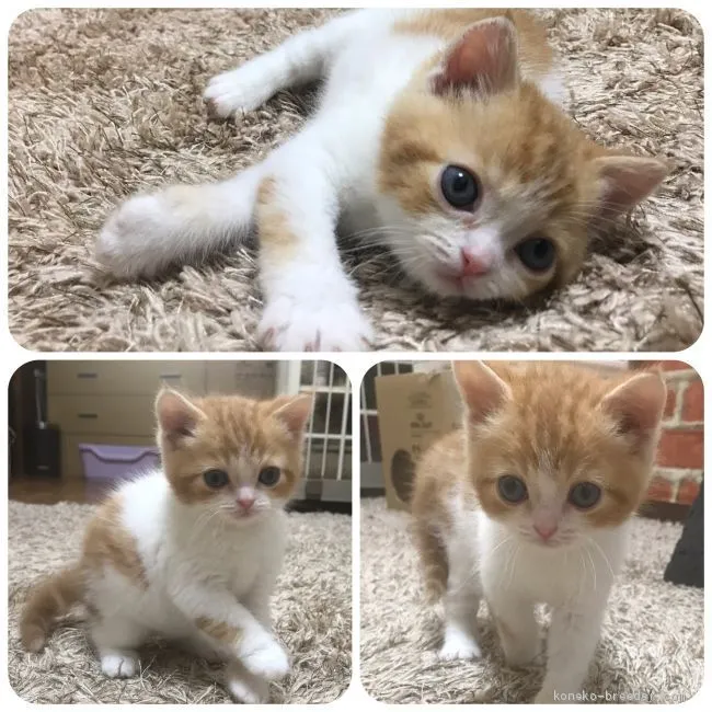 ID：1906-00409の子猫