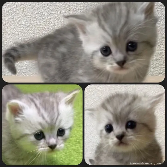 ID：2103-01260の子猫