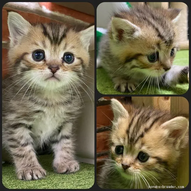 ID：2012-00855の子猫