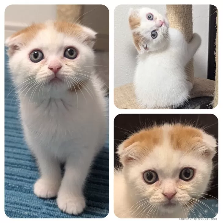N.Y 様のお迎えした子猫