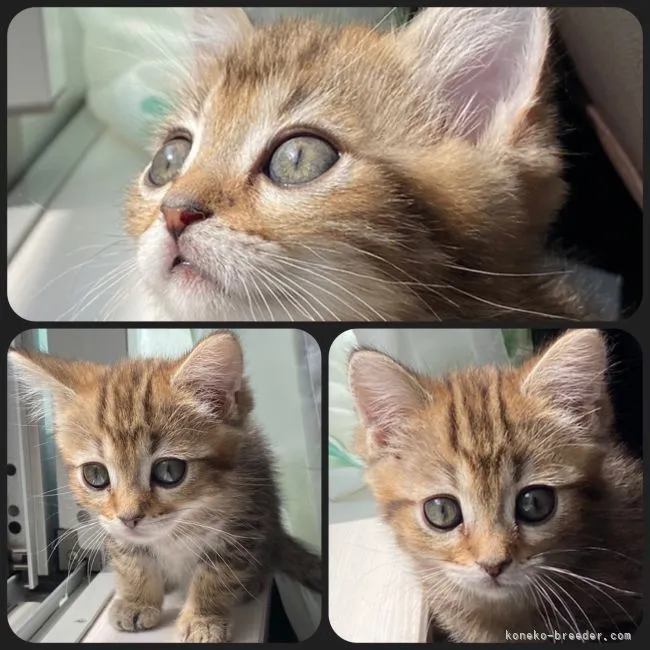 ID：2202-01881の子猫