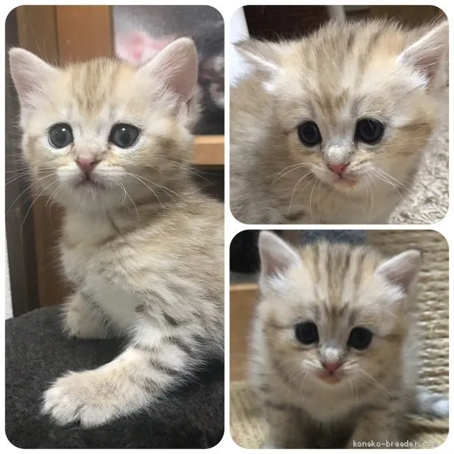 ID：1903-01647の子猫