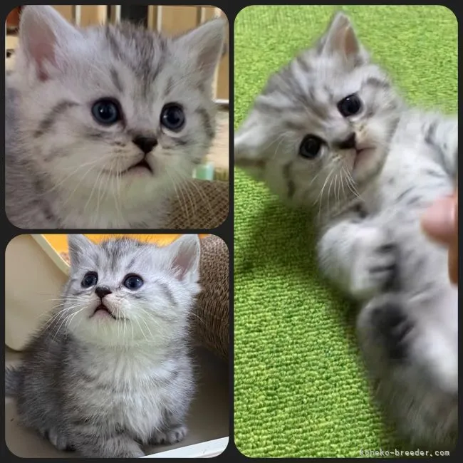 ID：2103-01259の子猫