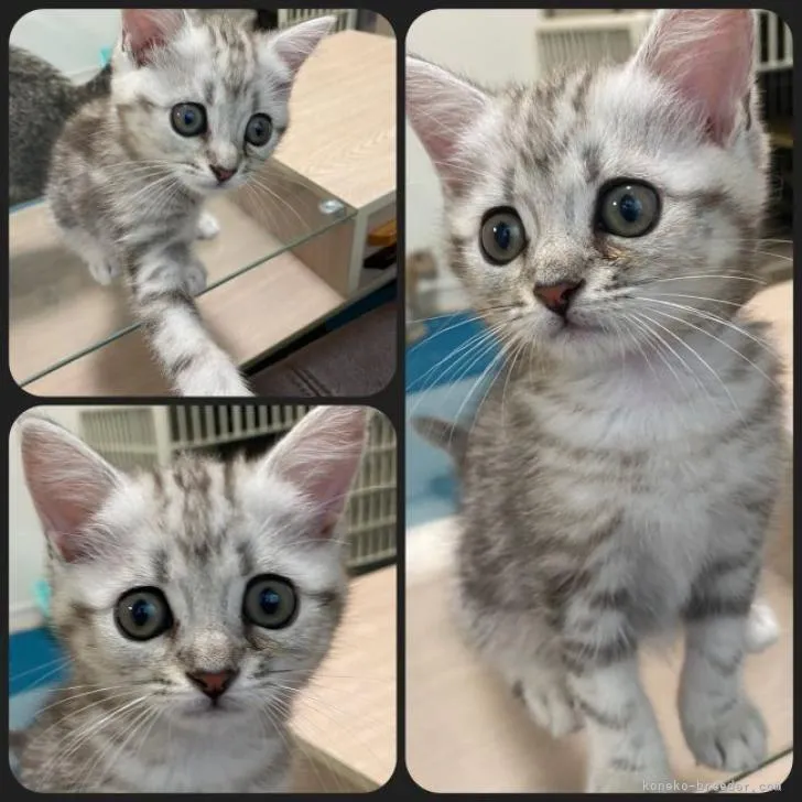 ID：2206-01769の子猫