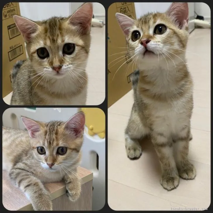 ID：2206-00795の子猫