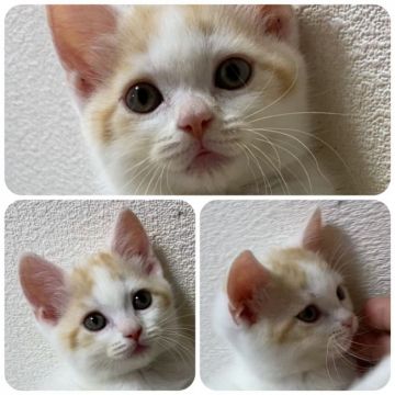スコティッシュフォールド(立ち耳)【兵庫県・女の子・2019年8月9日・レッドタビー&ホワイト】の写真「白色多め」