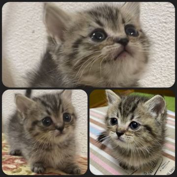 ミヌエット【兵庫県・女の子・2020年11月16日・ブラウンマッカレルタビー】の写真「さびしんぼう」