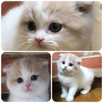 スコティッシュフォールド(折れ耳)【兵庫県・男の子・2019年4月28日・クリーム&ホワイト(ショートヘア)】の写真「まんまるちゃん」