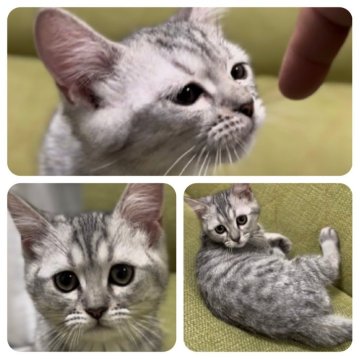 ミヌエット(長足)【兵庫県・男の子・2023年11月7日・シルバーマッカレルタビー】の写真「気持ち黒が多いかな男子」