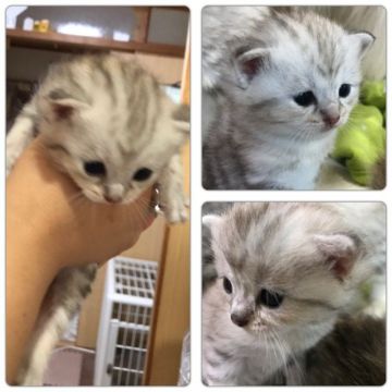 マンチカン【兵庫県・男の子・2017年7月6日・シルバークラッシックタビー(ショートヘア)】の写真「普通足」