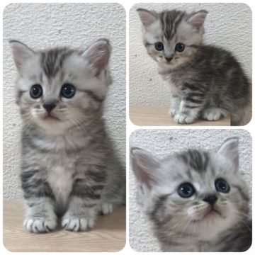 マンチカン(短足)【兵庫県・男の子・2019年6月18日・シルバークラッシックタビー】の写真「興味津々甘えん坊」