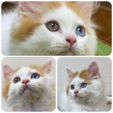 スコティッシュフォールド(立ち耳)【兵庫県・男の子・2019年8月9日・レッドタビー&ホワイト】の写真「ほわんほわん系のオッドアイです。」