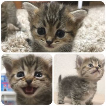 マンチカン(短足)【兵庫県・女の子・2018年6月8日・ブラウンクラッシックタビー(ショートヘア)】の写真「主張系女子」