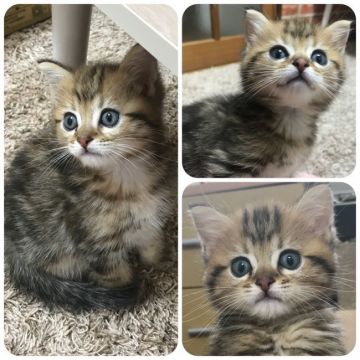 マンチカン(長足)【兵庫県・男の子・2018年6月8日・ブラウンクラッシックタビー(ショートヘア)】の写真「うりぼぅ」